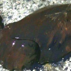 ダイソーエギ最強！コウイカ、タコ